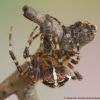 Araneus diadematus