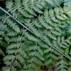 Папороть чоловіча. Щитовник мужской. Dryopteris filix-mas