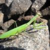 Богомол звичайний (Mantis religiosa)