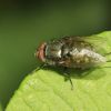 Calliphoridae