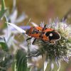 Lygaeus equestris (Lygaeidae)