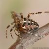 Araneus diadematus