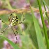 Argiope bruennichi.