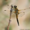 Libellula quadrimaculata