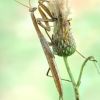 Mantis religiosa