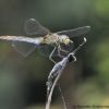 Sympetrum meridionale