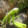 Богомол звичайний (Mantis religiosa)