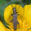 Вузьконадкрилка зеленкувата (Oedemera virescens)