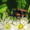Паракоримбія плямистовуса (Paracorymbia maculicornis)
