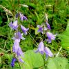 Дзвіночок рапунцелевидний. Колокольчик рапунцелевидный. Campanula rapunculoides