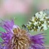 Anthocharis cardamines