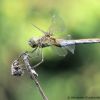 Sympetrum meridionale