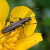 Вузьконадкрилка зеленкувата (Oedemera virescens)