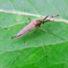Culicidae