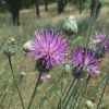 Centaurea adpressa Ledeb.