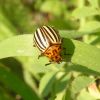 Leptinotarsa decemlineata (Chrysomelidae)