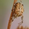 Araneus diadematus