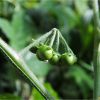 Паслін чорний. Паслён чёрный. Solanum nigrum