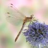 Sympetrum meridionale