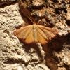 Rhodostrophia calabra (Petagna, 1786)