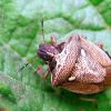 Щитник бронзовий (Eysarcoris aeneus)