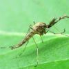Culicidae