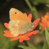 Coenonympha pamphilus