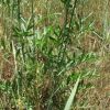 Centaurea adpressa Ledeb.