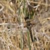 Libellula quadrimaculata (Libellulidae)