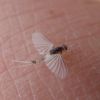 Tricorythodes
