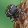 Araneus quadratus