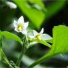 Паслін чорний. Паслён чёрный. Solanum nigrum