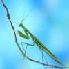 Mantis religiosa