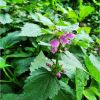 Глуха кропива плямиста (Lamium maculatum L.)