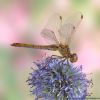 Sympetrum meridionale