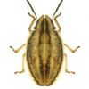 Aelia acuminata