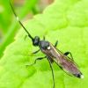 Ichneumonini. Vulgichneumon ??