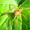 Dolomedes cf. fimbriatus