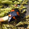 Скафідіум чотириплямистий (Scaphidium quadrimaculatum)