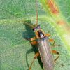 М'якотілка темнувата (Cantharis nigricans)