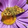 Carcharodus alceae (Hesperiidae, Lepidoptera)