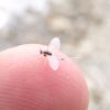 Tricorythodes
