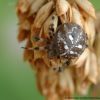 Araneus quadratus