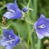 Дзвоники персиколисті. Колокольчик персиколистный. Campanula persicifolia