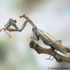 Mantis religiosa