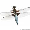 Libellula depressa