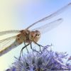 Sympetrum meridionale