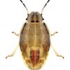 Aelia acuminata