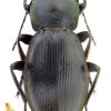 Carabus (Morphocarabus) rothi distinguendus Csiki, 1906