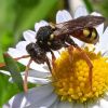 Nomada fucata ?